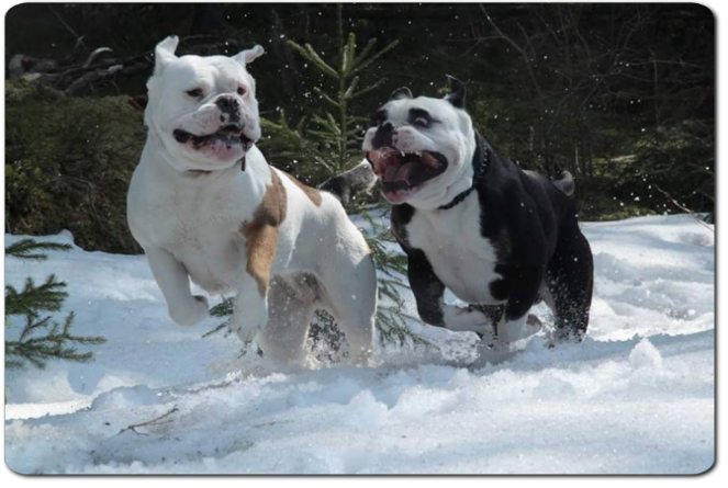 Bulldogs im Schnee